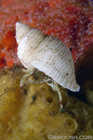Hermit Crab