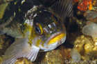 Quillback Rockfish