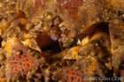 Puget Sound King Crab