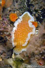 Orange Peel Nudibranch