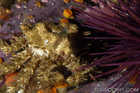 Heart Crab & Urchin