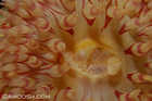 Painted Anemone Mouth