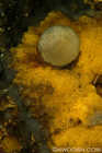 Tennis Ball Sponge on Encrusting Sponge