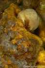 Tennis Ball Sponge on Encrusting Sponge