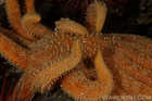 Sunflower Sea Star