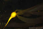 Bull Kelp