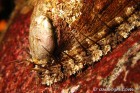 Abalone