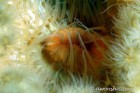 Metridium Mouth