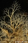 Basket Star
