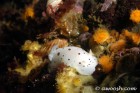 Leopard Dorid Nudibranch