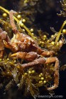 Kelp Crab