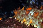 Sea Cucumber