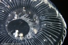 Water Jellyfish