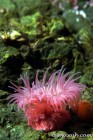 Brooding Anemones