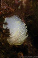 Acanthodoris hudsoni
