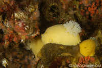 Anisdoris nobilis group
