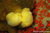 Anisdoris nobilis mating