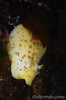 Anisodoris nobilis 1