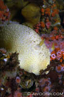 Anisodoris nobilis 2