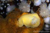Anisodoris nobilis 3