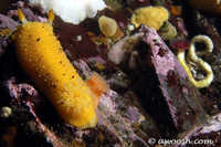Archidoris montereyensis 5