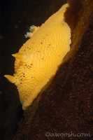 Archidoris montereyensis 6
