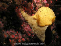 Archidoris montereyensis 7
