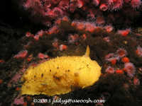 Archidoris montereyensis 8