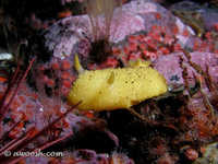 Archidoris montereyensis 9