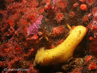 Archidoris montereyensis 10