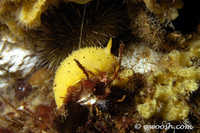 Archidoris montereyensis 11