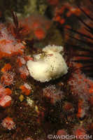 Archidoris montereyensis 12