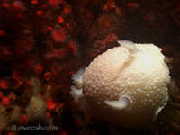 Archidoris odhneri