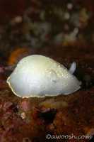 Cadlina luteomarginata 1