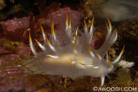 Dendronotus diversicolor