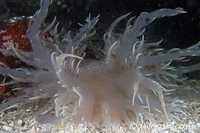 Dendronotus iris 1