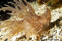 Dendronotus iris 3