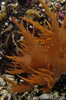 Dendronotus iris 4