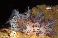 Dendronotus rufus 2