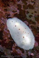 Diaulula sandiegensis 1