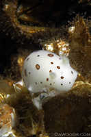 Diaulula sandiegensis 2