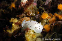 Diaulula sandiegensis 3