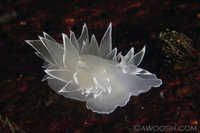 Dirona albolineata 1