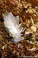 Dirona albolineata 2