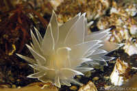 Dirona albolineata 5