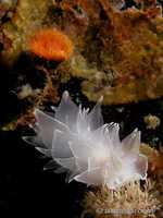 Dirona albolineata 6