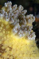 Anisdoris nobilis gill detail