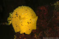 Archidoris montereyensis 12