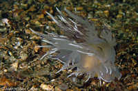 Dendronotus iris 5 
