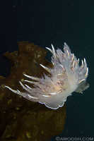 Dendronotus iris 6